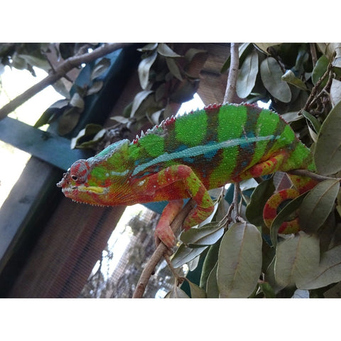 Ambilobe Panther Chameleons