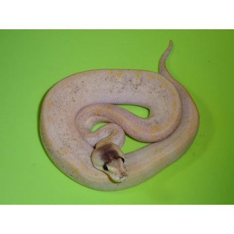 Ghost Champagne Pastel Ball Pythons