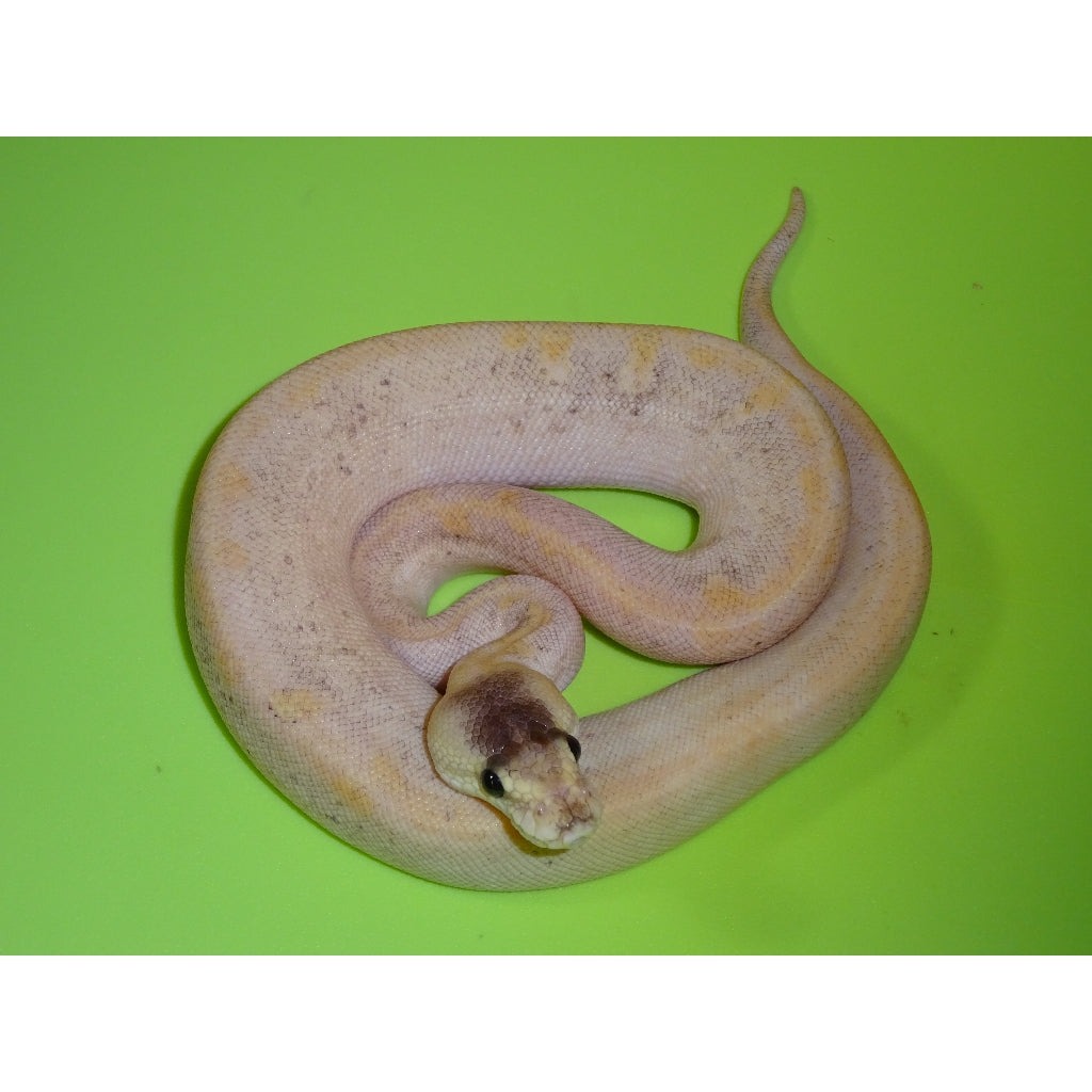 Super Pastel Pied Ball Python