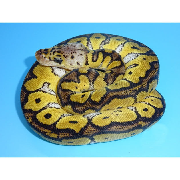 How To Identify Clown Ball Python