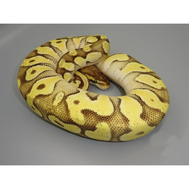 Buy Pastel Enchi Mojave Ball Pythons | Big Apple Herp