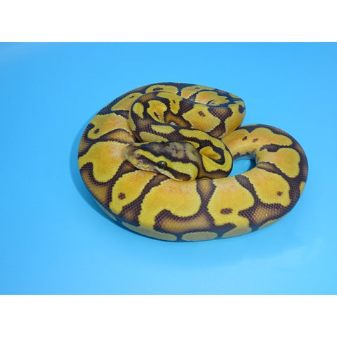 Pastel Enchi Orange Ghost Ball Pythons