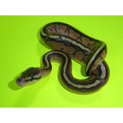 Pastel Genetic Stripe Ball Pythons