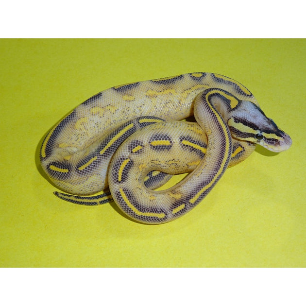 Buy Pastel Highway Ball Pythons | Big Apple Herp