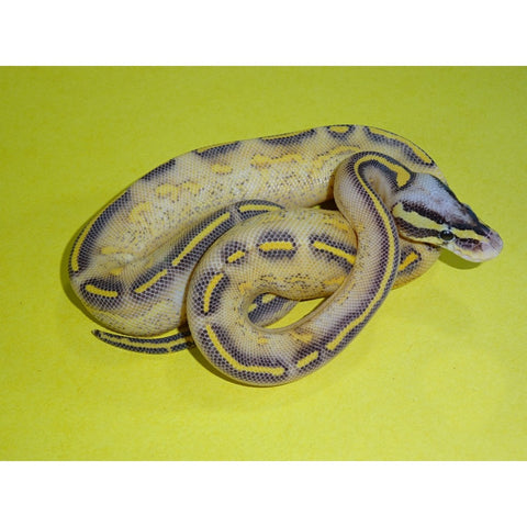 Pastel Highway Ball Pythons