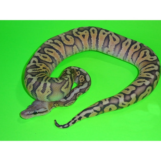 Buy Pastel Highway Ball Pythons | Big Apple Herp