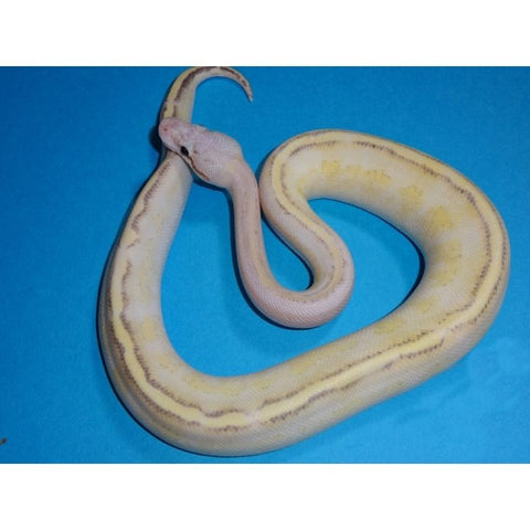 Pastel Ivory Ball Pythons