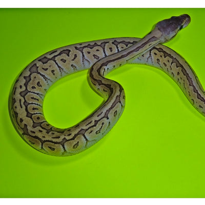 Pastel JigSaw Ball Python