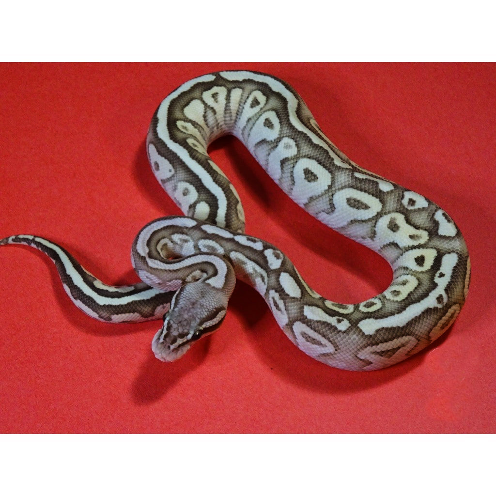 Fire Pastel Ball Python