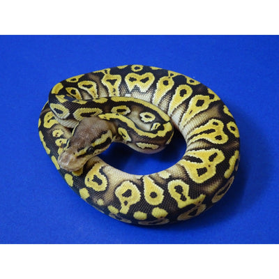 Pastave Ball Pythons