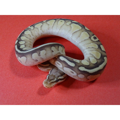 Pastel Nuclear Ball Pythons