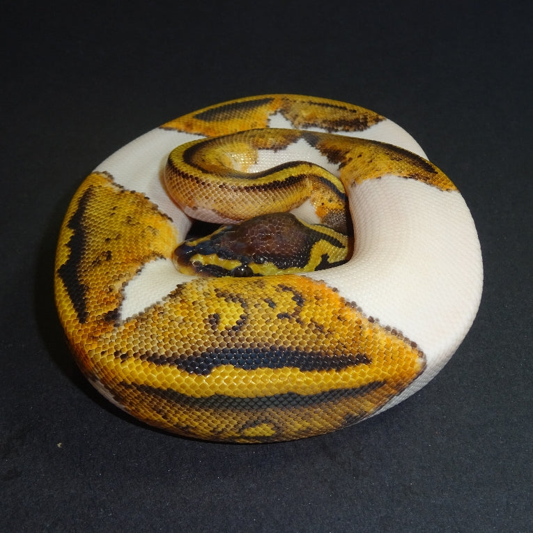 Super Pastel Pied Ball Python
