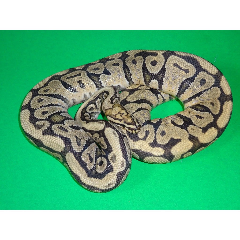 Leopard Pastel Ball Python Pastel Leopard Spotnose Ball Python