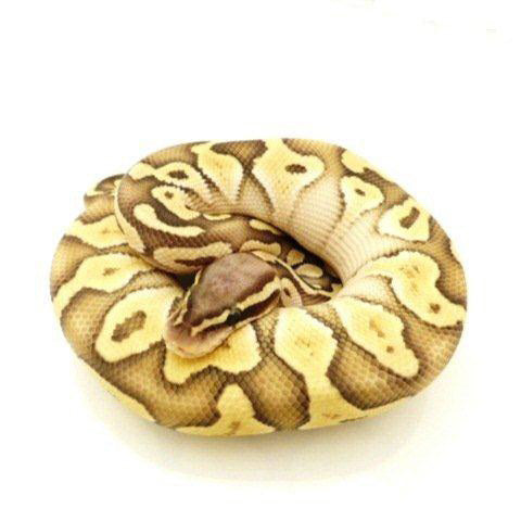 Pastel Butter Ghost Ball Pythons