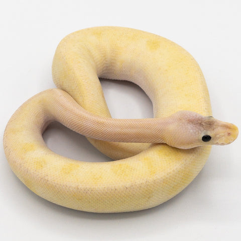 Pastel Mimosa Ball Python (Actual Photo﻿)