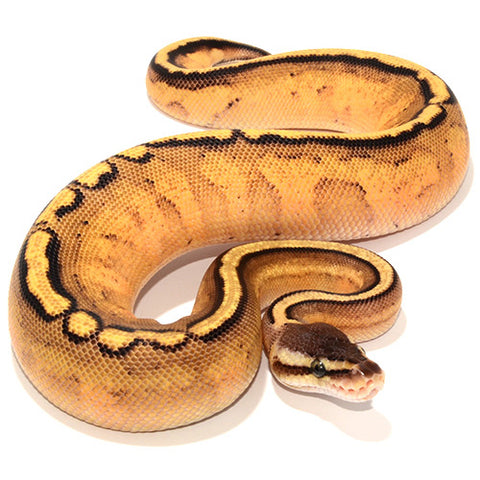 Pastel Yellowbelly Stripe Ball Pythons