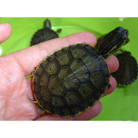 Peacock Slider Turtles