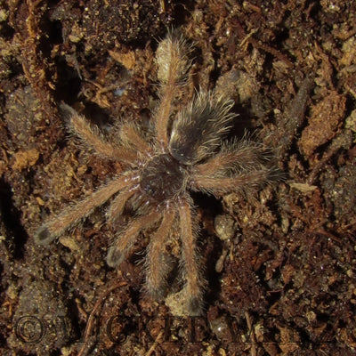 Peru Purple Pink Toe Tarantulas