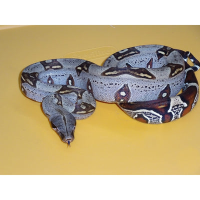 Leucistic Blue Eye Colombian Rainbow Boas – Big Apple Pet Supply