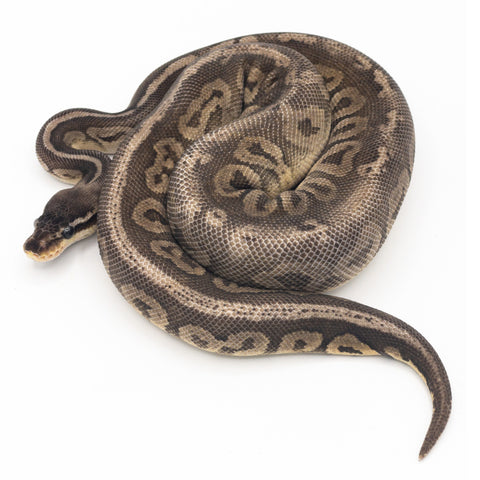 Dark Large Ball Python Black Pewter Ball Python