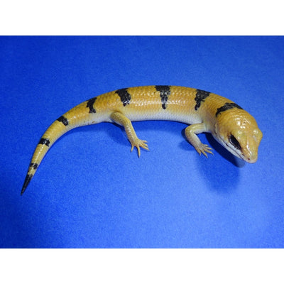 Peter's Banded Skinks