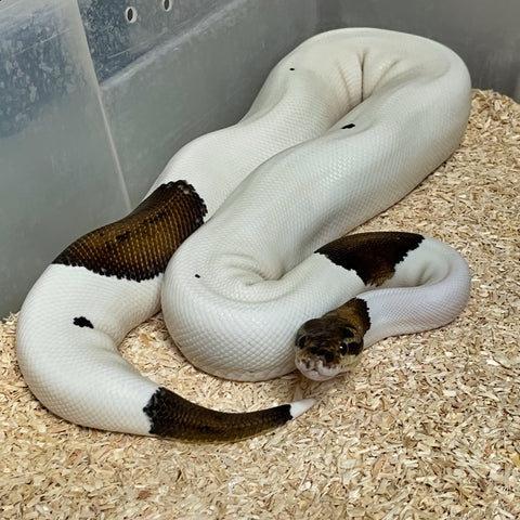 Rare High White Pewter Pied Ball Python