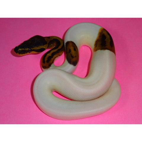 Pied (Piebald) Ball Pythons High White