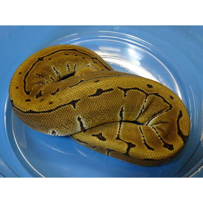 Pinstripe Ball Python