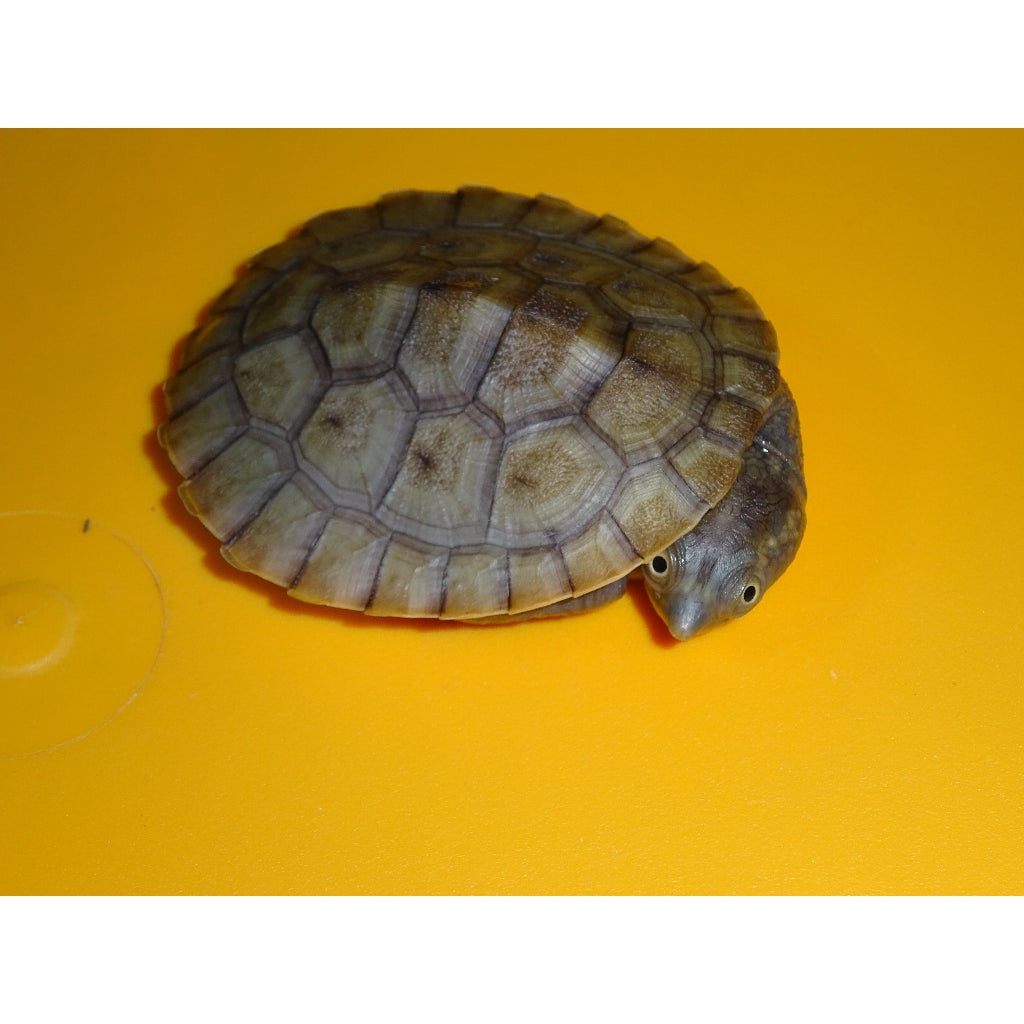Pink Belly Snapping Turtles | Big Apple Herp