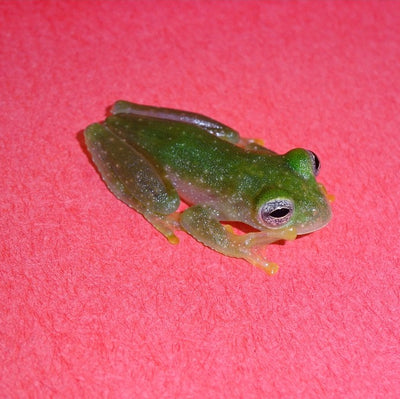 Powdered Glass Frogs