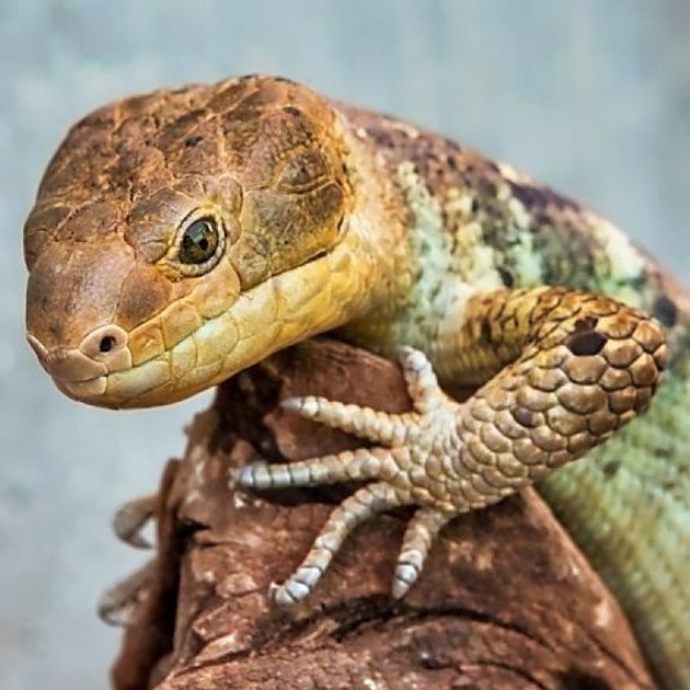 Monkey Tail Prehensile Tail Skinks for Sale Big Apple Herp