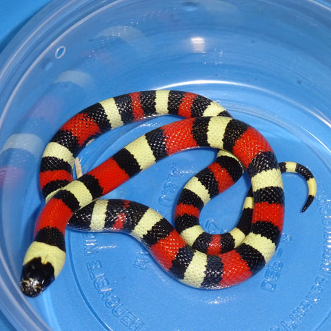 Pueblan Milksnakes