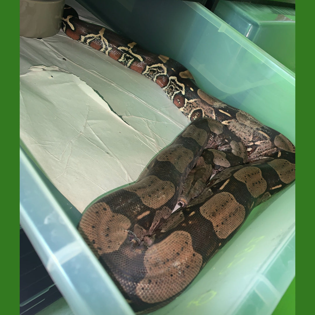 Purple Sided Guyana Boas | Big Apple Herp