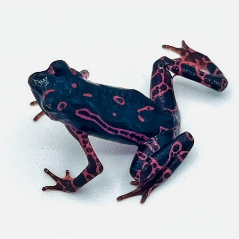 Yellow & Purple Atelopus Frogs