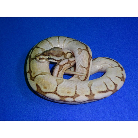 Queen Bee Ball Pythons