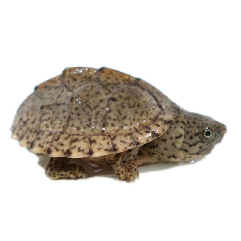 Tiny Razor Back Turtle Razorback Musk Turtle