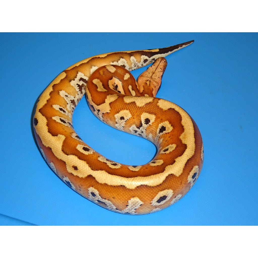 Red Ball Python Morphs