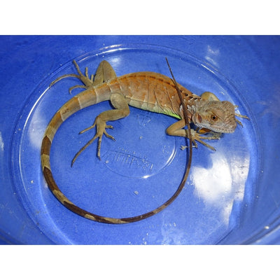 Red Hypo Iguanas (Poss Het Albino)