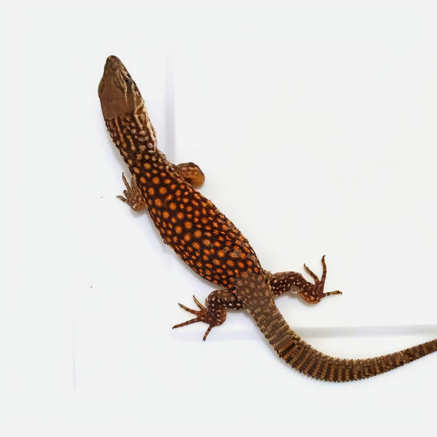 Buy Red Ackie Monitor Big Apple Herp Reptiles For Sale