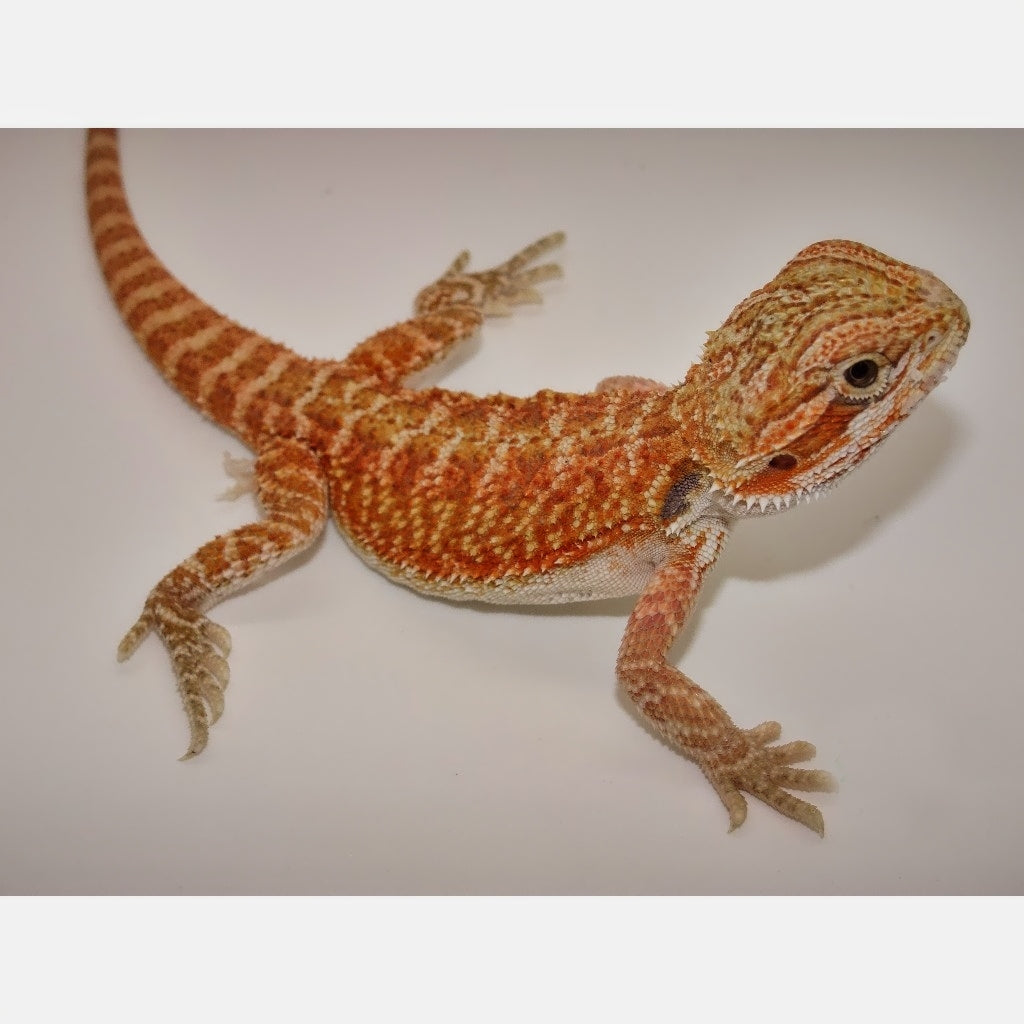 Red Bearded Dragons – Big Apple Pet Supply