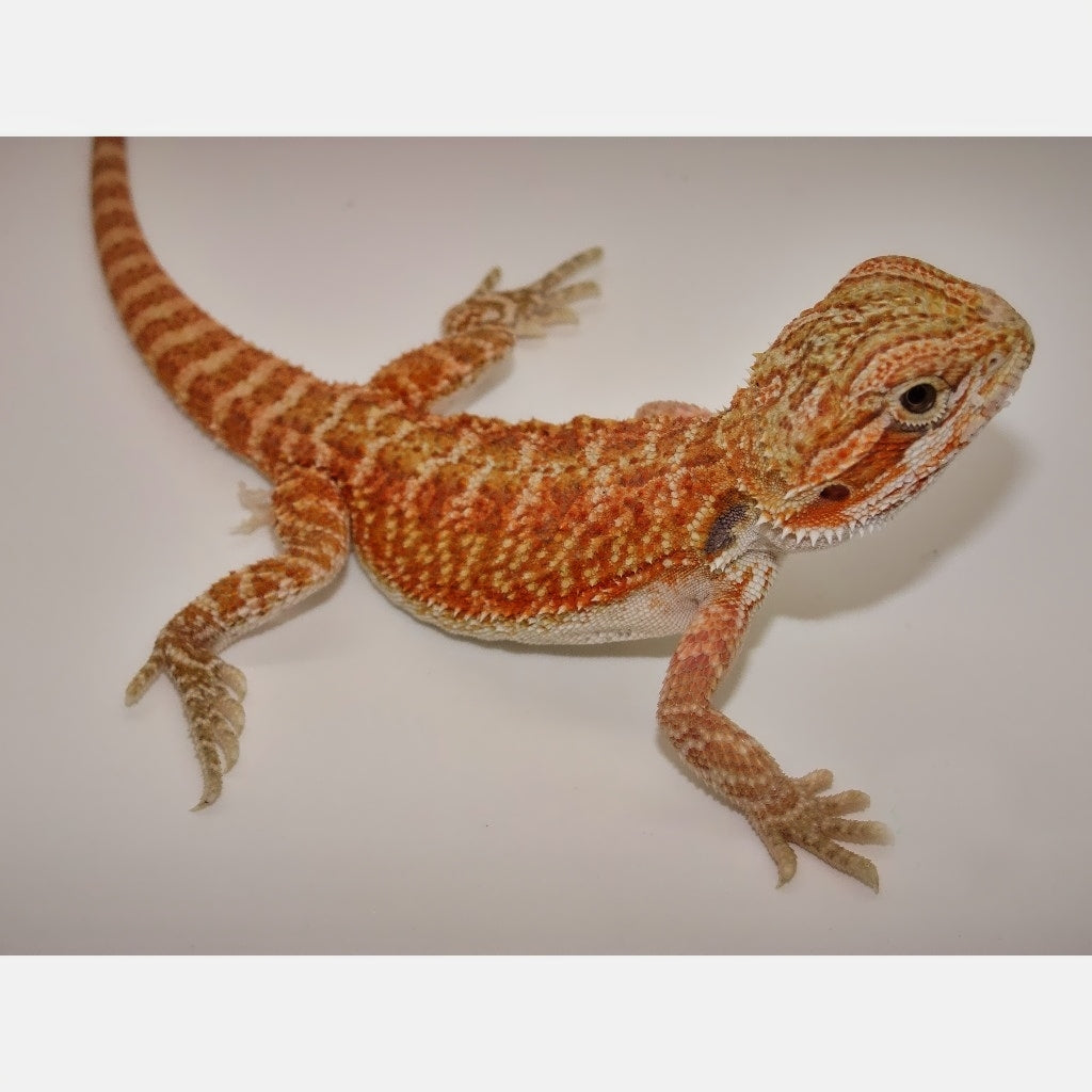 Red Bearded Dragons For Sale – Big Apple Herp - Reptiles For Sale
