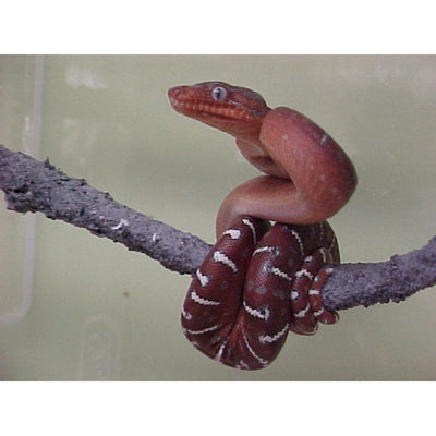 Rare Red Emerald Tree Boa