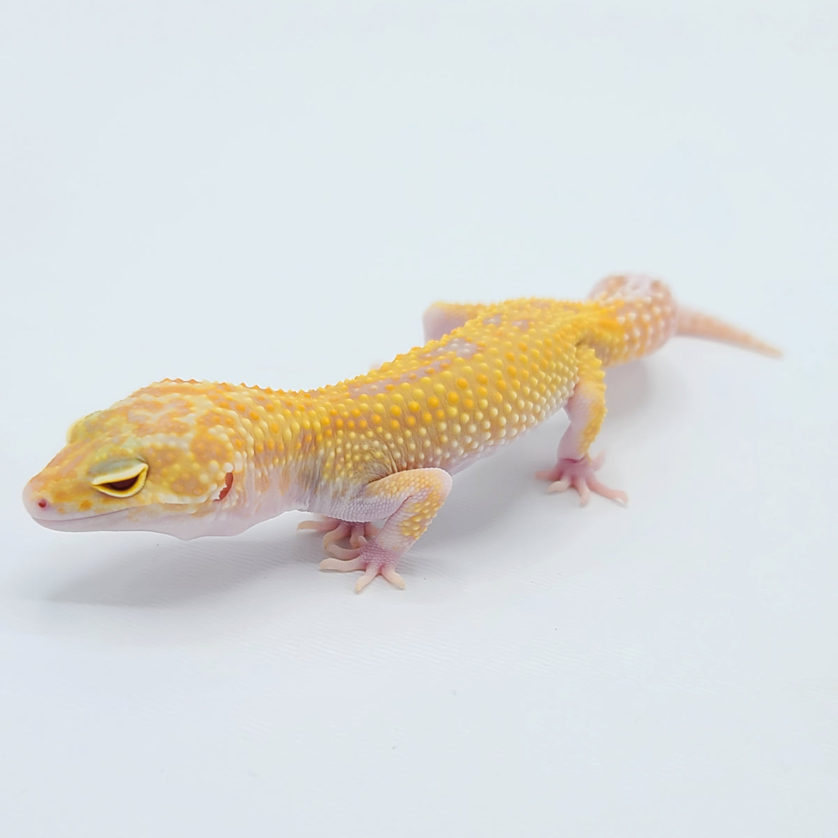 Raptor Leopard Geckos for sale – Big Apple Herp - Reptiles For Sale