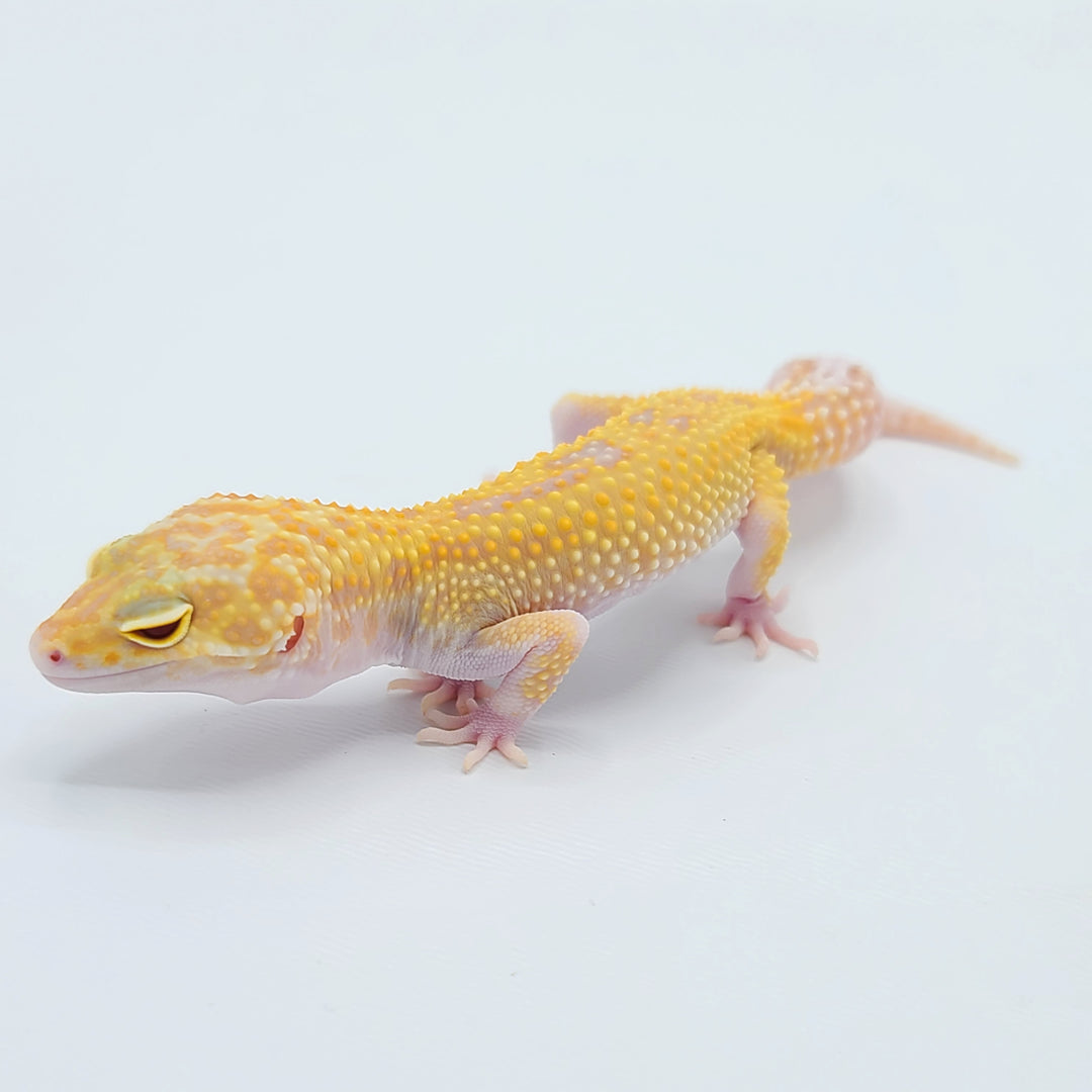 Raptor Leopard Geckos for sale | Big Apple Herp