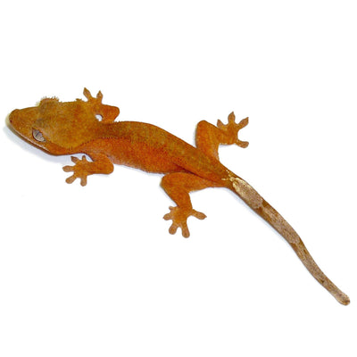 Crested Geckos - Red