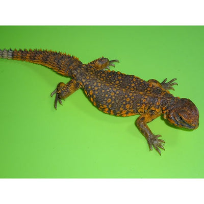 Red "Niger" Saharan Uromastyx