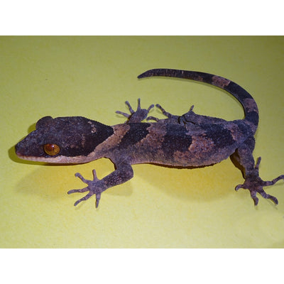 Ringtailed Walking Geckos