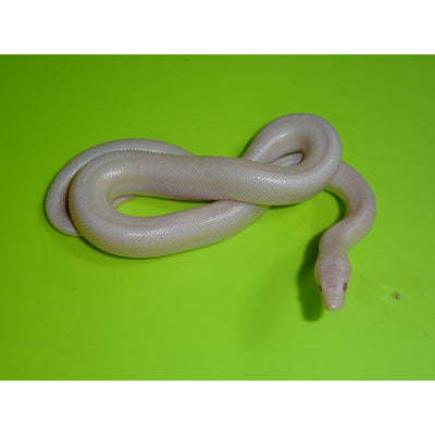 Snow Rosy Boa