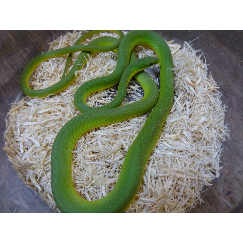 smooth green snake vs rough green snake