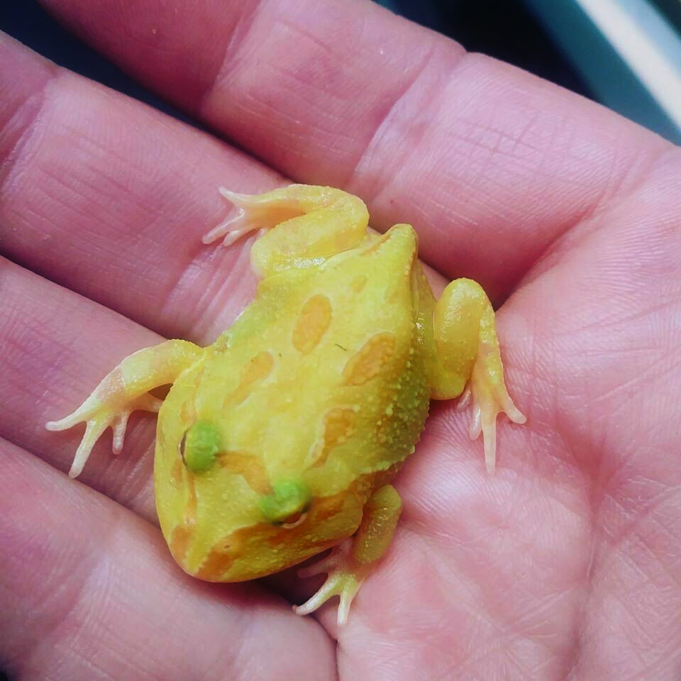 Reptile Supplies Baby Albino Pacman Frog Samurai Albino Pacman